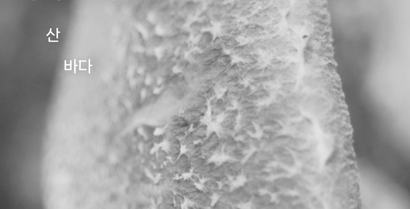 serramar | 브루노 로드리게스 마틴스, 상업화랑